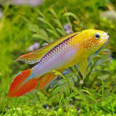 Apistogramma Agassizii Cichlid pair