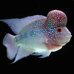 Flowerhorn Cichlid