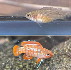 RED SCARLET BADIS BADIS PAIR MALE AND FEMALE.