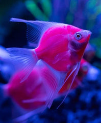 GLO RED SAPHIRE ANGELFISH 1.5" TO 2"