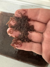 LIVE BLACK WORMS (LUMBRICULUS VARIEGATUS) 2/4 OZ