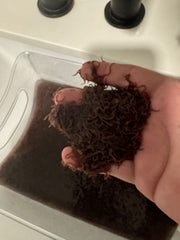 LIVE BLACK WORMS (LUMBRICULUS VARIEGATUS) 2/4 OZ