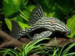 PLECO L190 3+ INCH