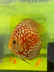 DISCUS FISH