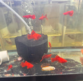 Cauliflower swordtail pair