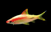 GOLDEN DENISON BARBS (ROSELINE SHARK) 2.5 INCHES
