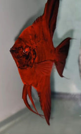 RUSTY RED STARFIRE ANGELFISH 1.25 - 1.5"