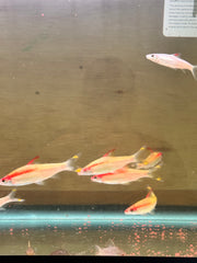 GOLDEN DENISON BARBS (ROSELINE SHARK) 3.5-4 INCHES