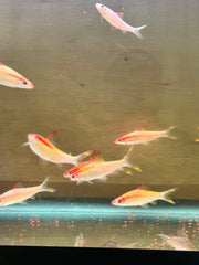 GOLDEN DENISON BARBS (ROSELINE SHARK) 3.5-4 INCHES