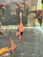 RUSTY RED STARFIRE ANGELFISH 1.25 - 1.5"
