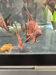 RUSTY RED STARFIRE ANGELFISH 1.25 - 1.5"