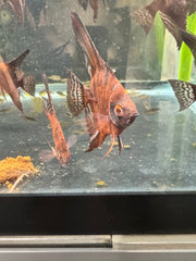 RUSTY RED STARFIRE ANGELFISH 1.25 - 1.5"
