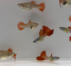 Red Lace Guppy Pair