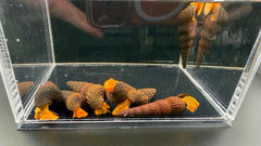 Orange Poso Rabbit Snail (3 Pack)