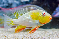 Albino Heckelii