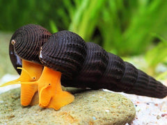 Orange Poso Rabbit Snail (3 Pack)