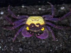 Purple Vampire Crab