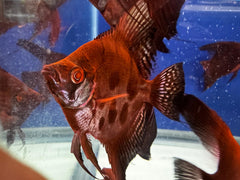 RUSTY RED STARFIRE/RED DRAGON ANGELFISH 1.5-2”