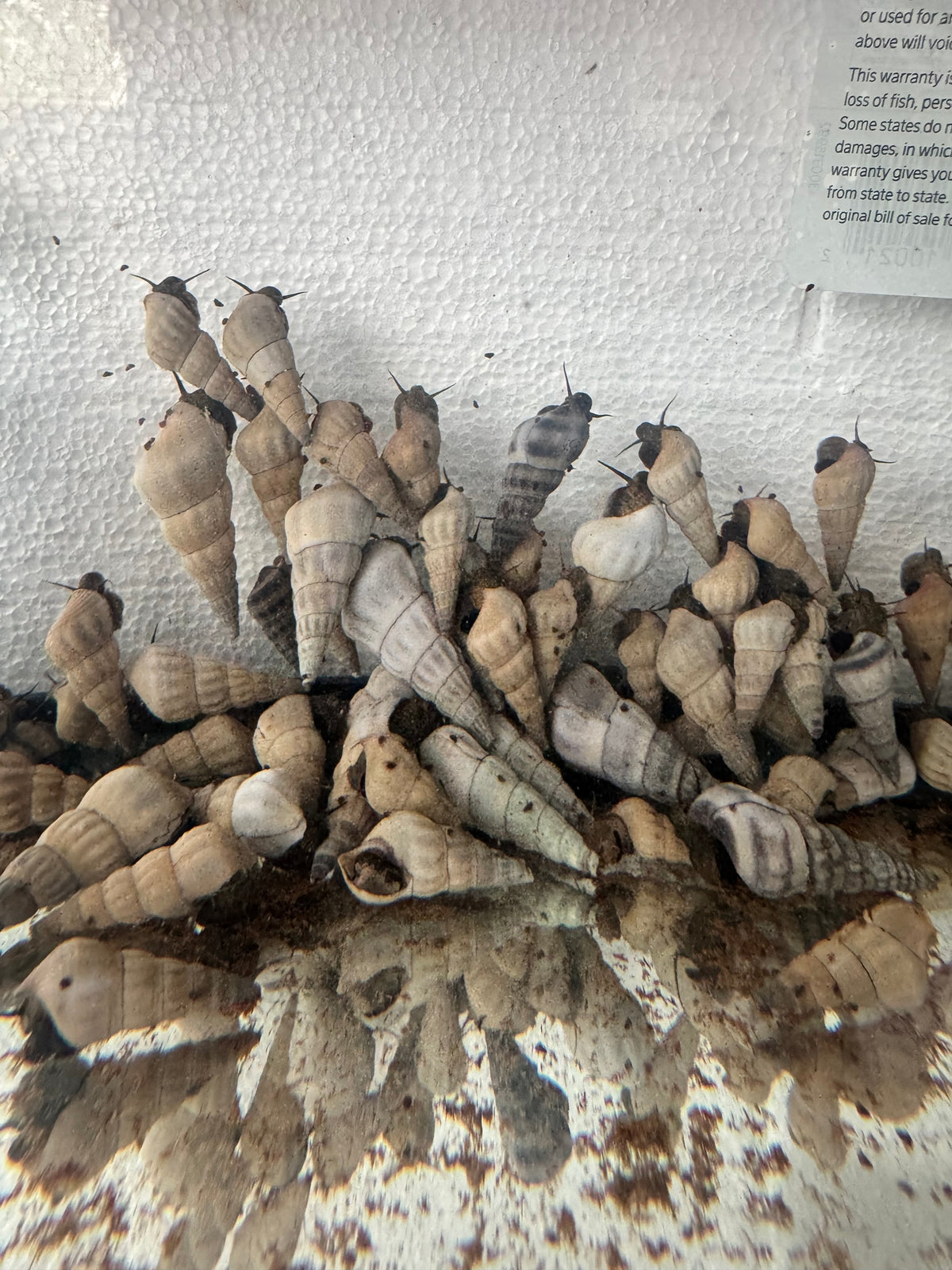 HERCULES SNAILS (BROTIA HERCULEA) 4 PACK