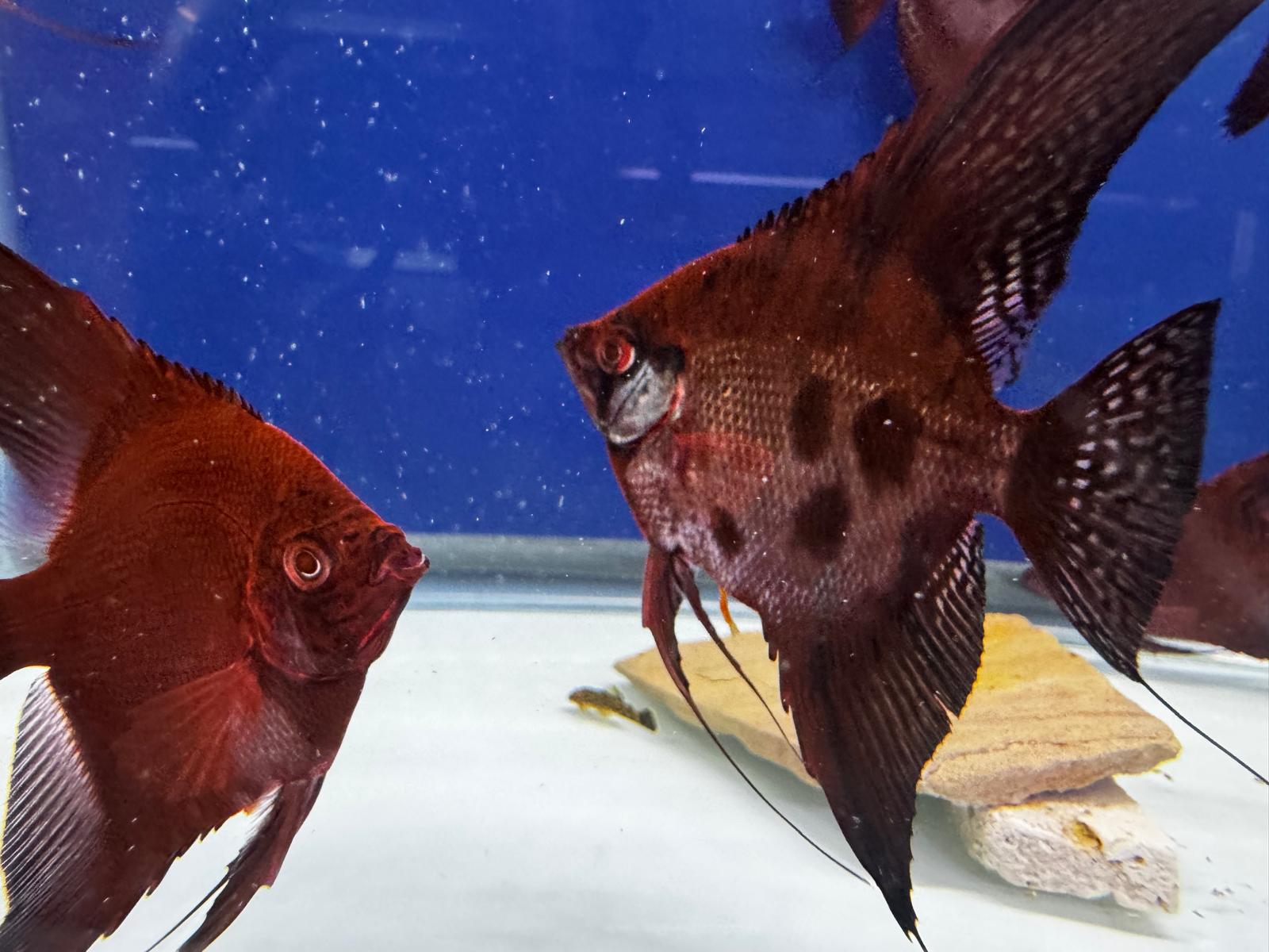 RUSTY RED STARFIRE/RED DRAGON ANGELFISH 1.5-2”