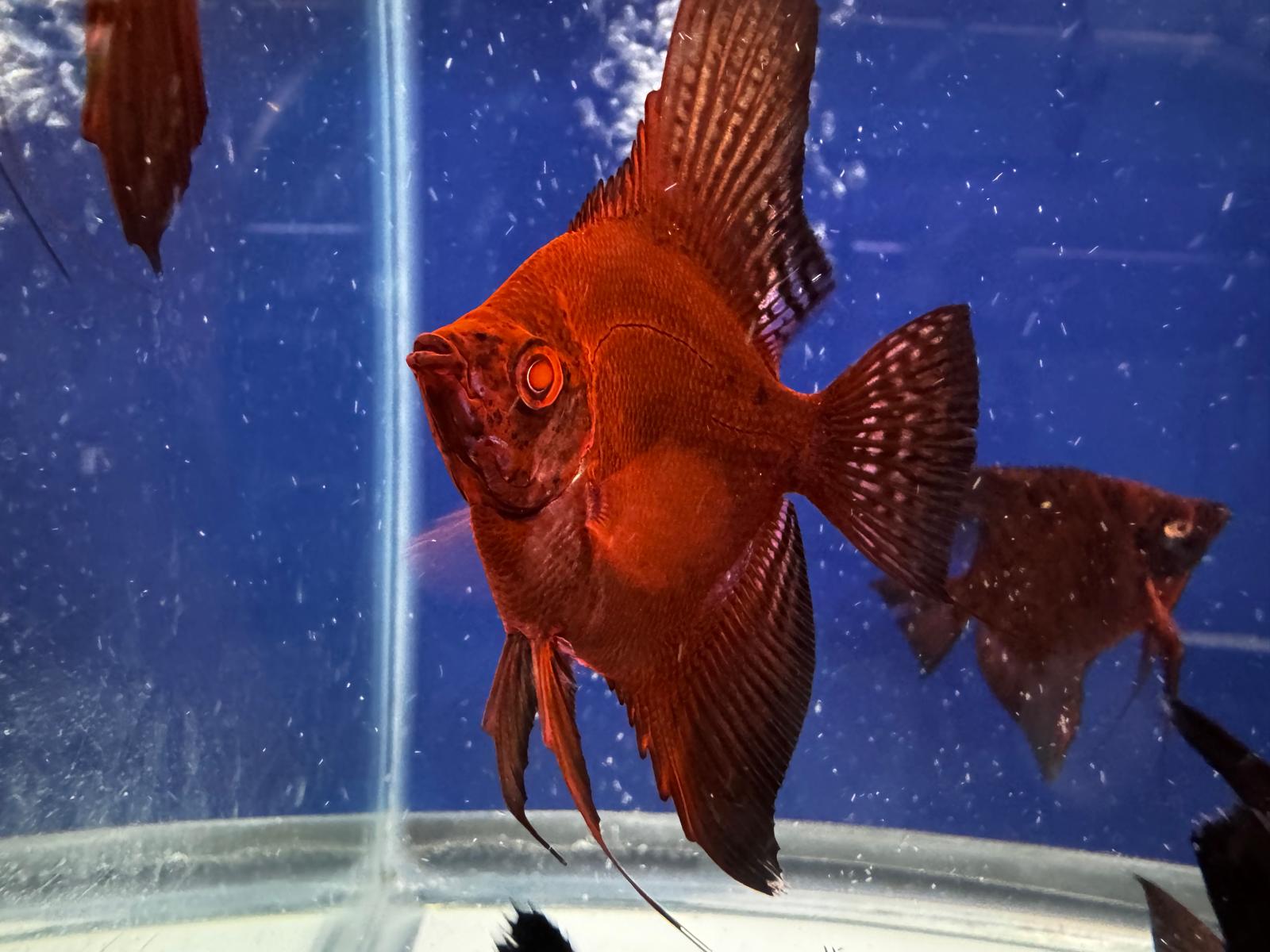 RUSTY RED STARFIRE/RED DRAGON ANGELFISH 1.5-2”