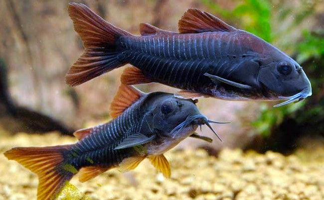 Black Venezuelan Corydora