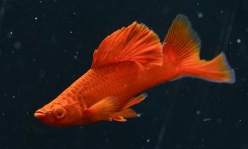 Albino Red Eye Red Cauliflower Swordtails