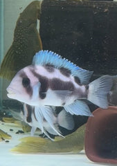 BLACK WIDOW FRONTOSA 4"