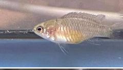 4 FEMALE SCARLET BADIS