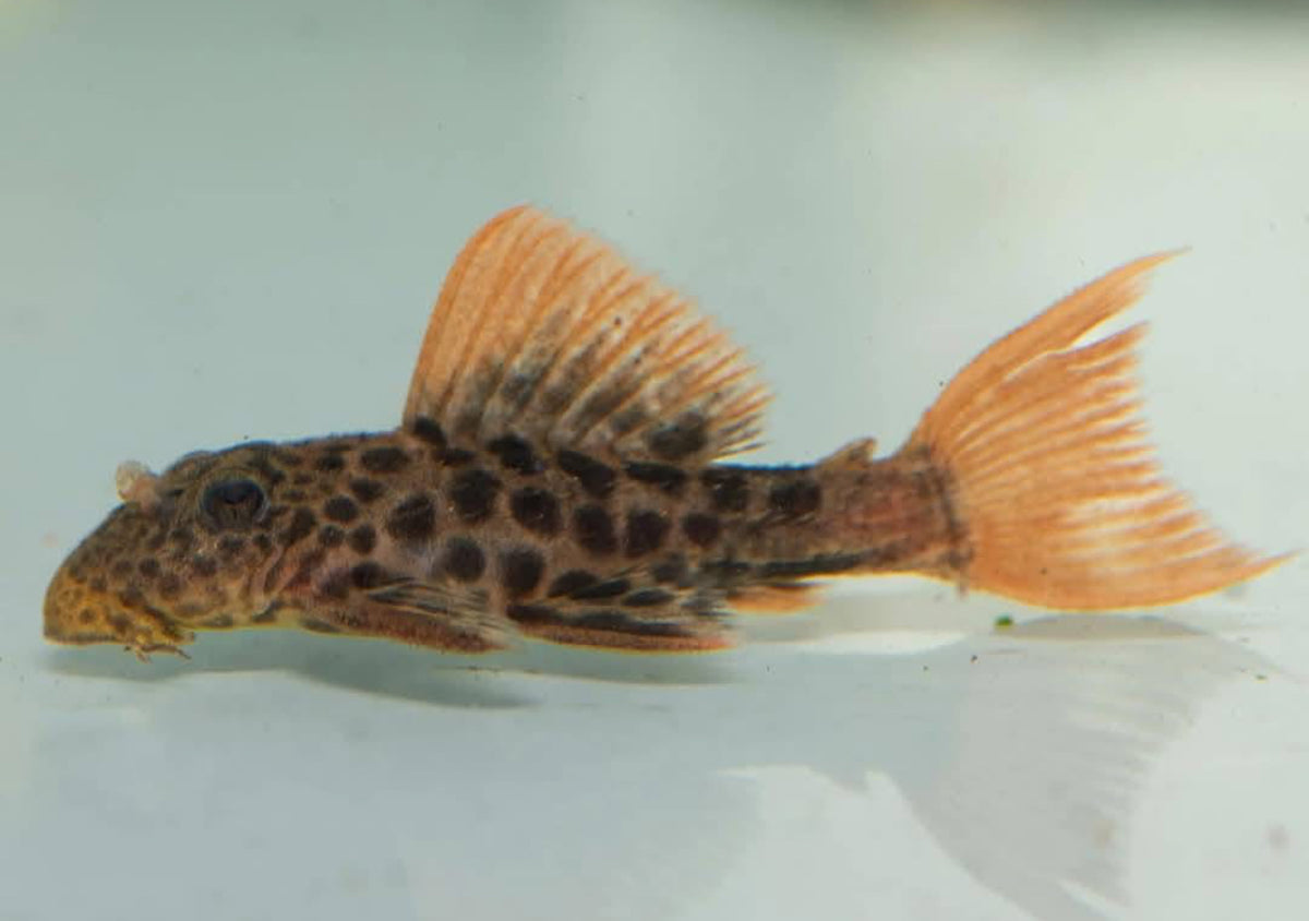 L600 PLECO (Pseudocanthicus leopardus)