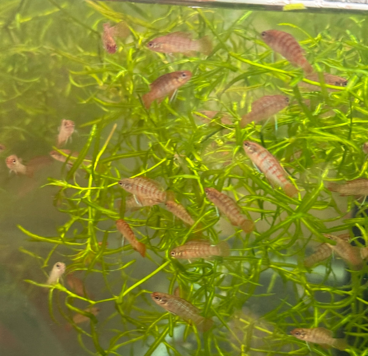 RED SCARLET BADIS BADIS