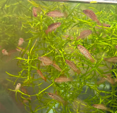 RED SCARLET BADIS BADIS