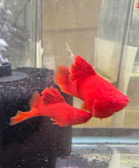 Cauliflower swordtail pair