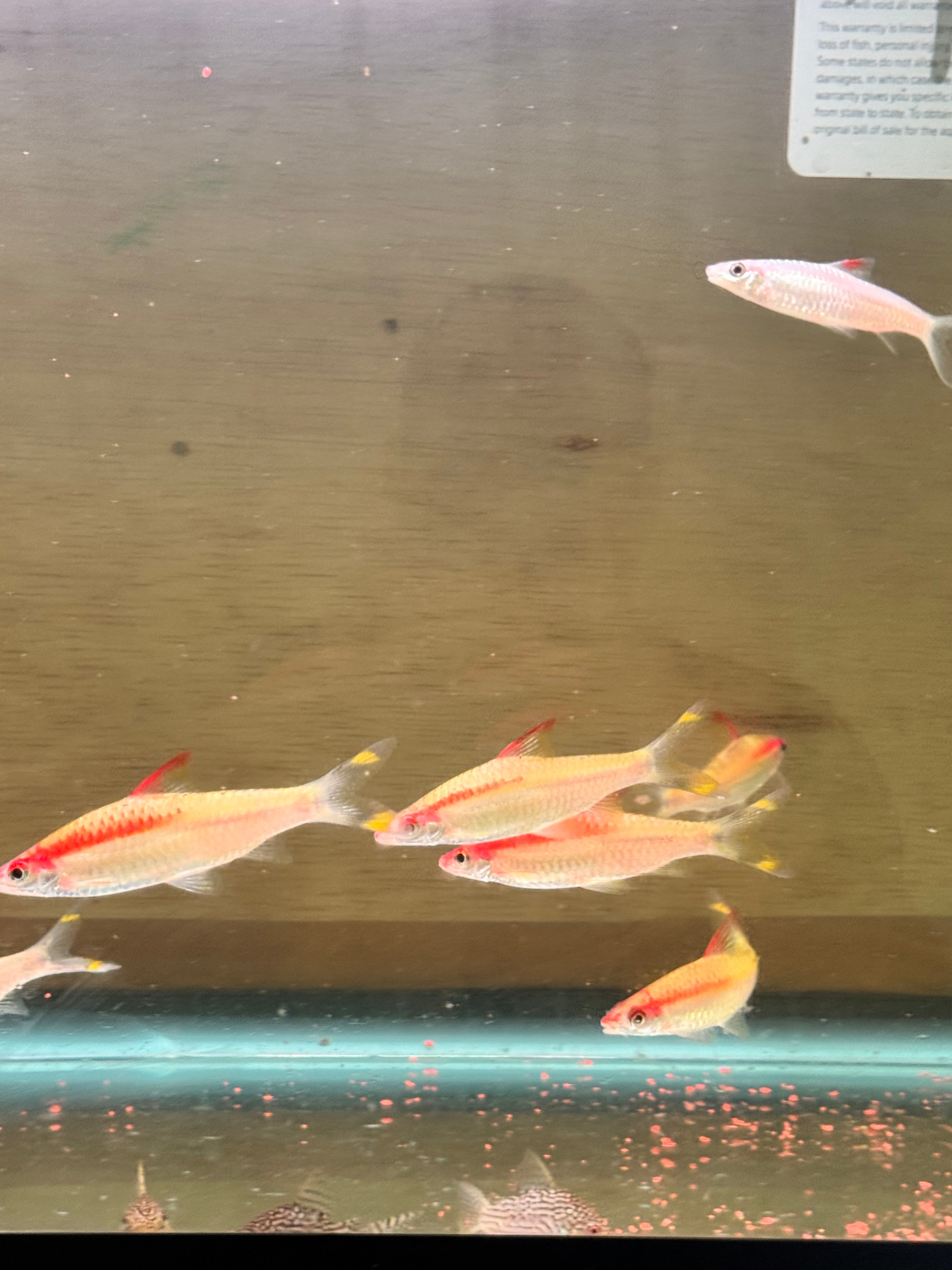 GOLDEN DENISON BARBS (ROSELINE SHARK) 3.5-4 INCHES