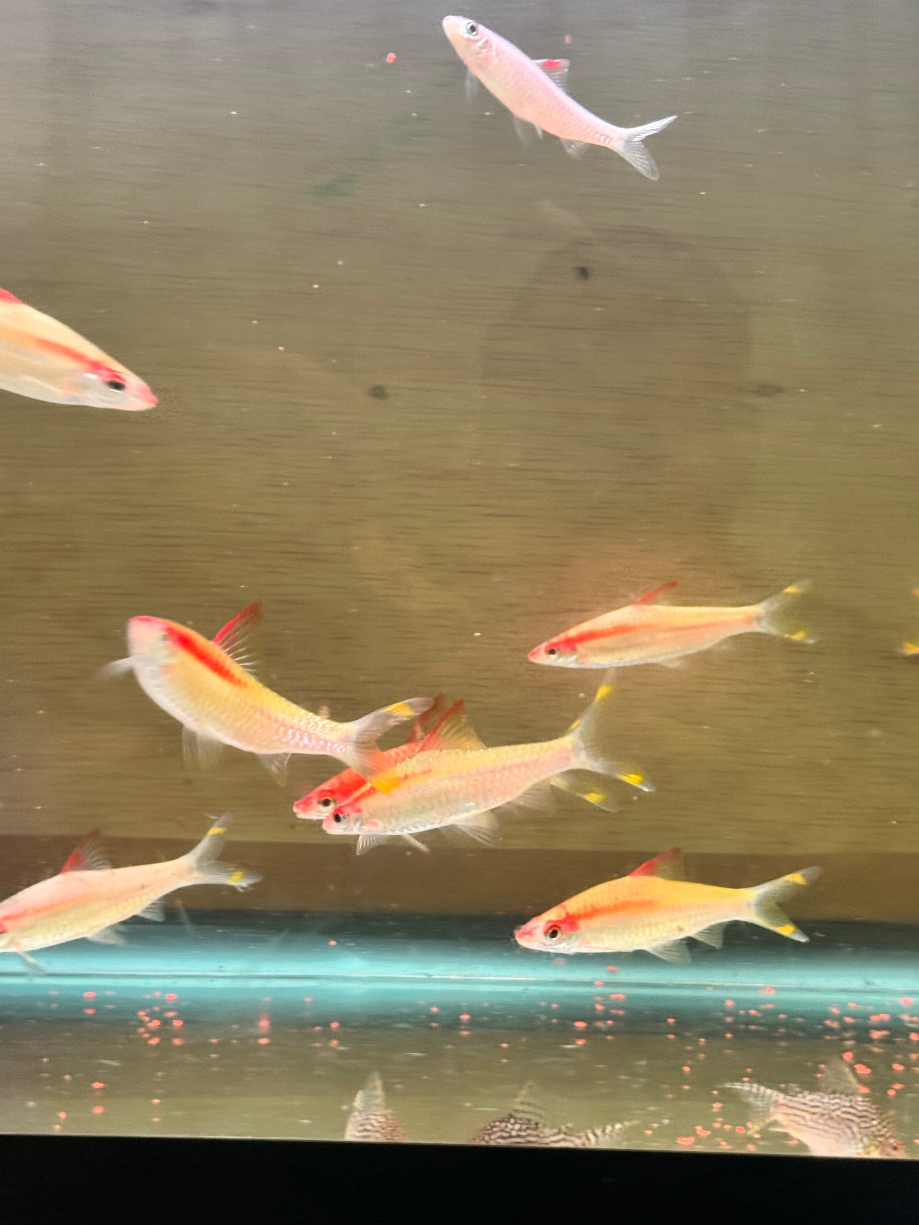 GOLDEN DENISON BARBS (ROSELINE SHARK) 3.5-4 INCHES
