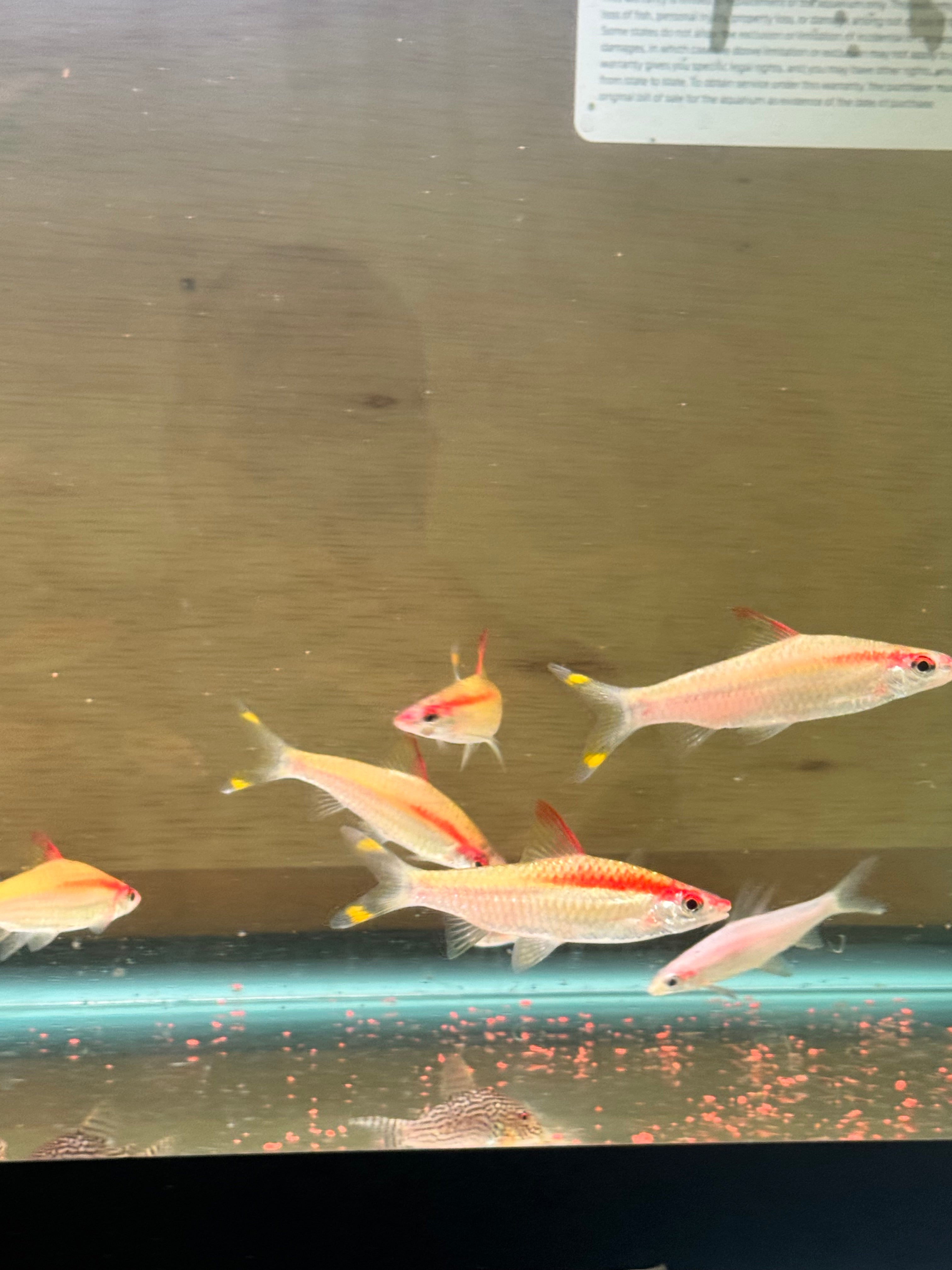 GOLDEN DENISON BARBS (ROSELINE SHARK) 3.5-4 INCHES