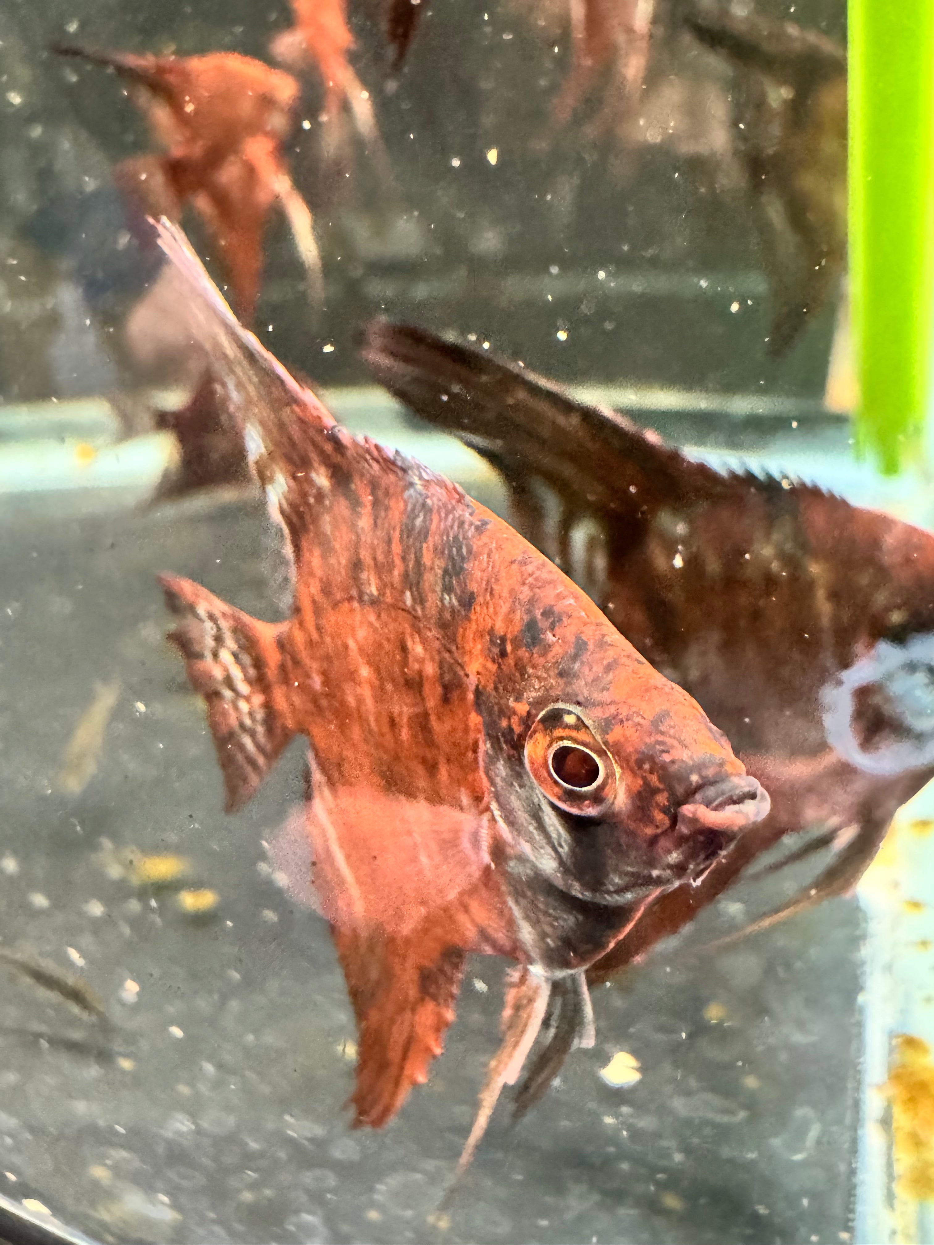 RUSTY RED STARFIRE ANGELFISH 1.25 - 1.5"