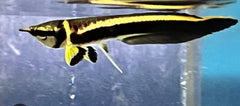 Black Arowana (Osteoglossum Ferreirai) 2-2.5"