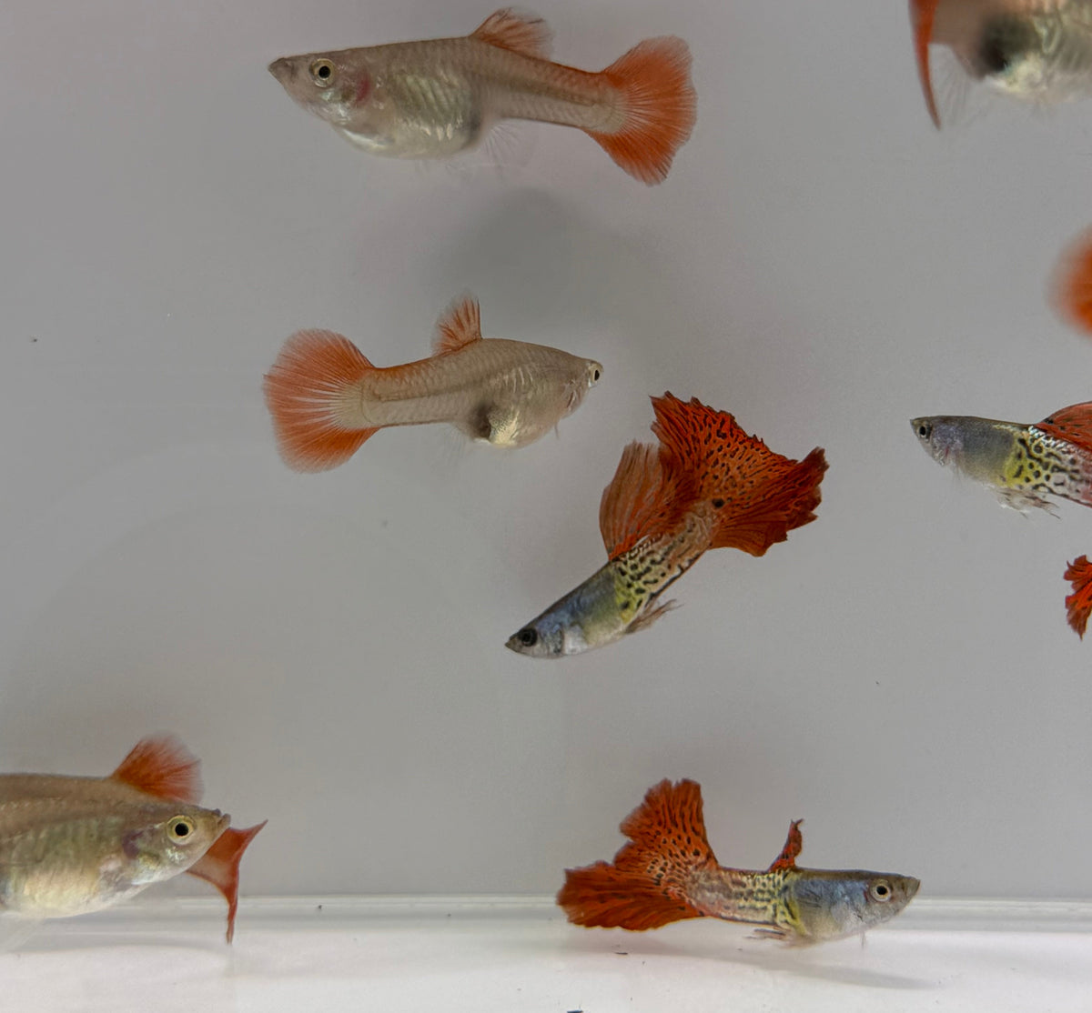 Red Lace Guppy Pair