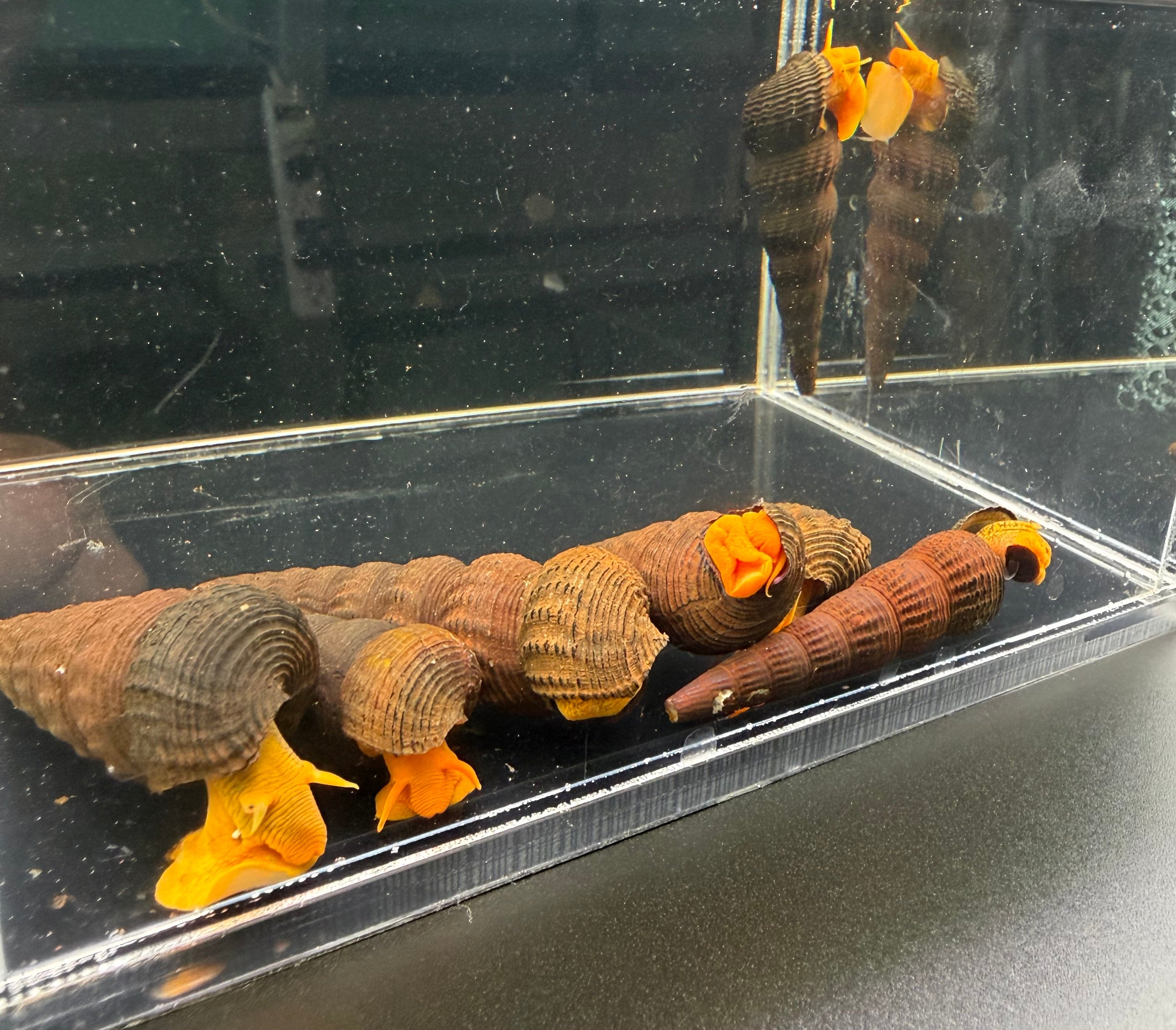 Orange Poso Rabbit Snail (3 Pack)