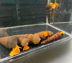 Orange Poso Rabbit Snail (3 Pack)