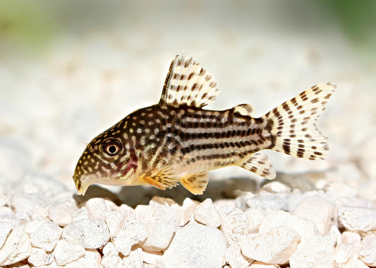 Sterbai Corydora