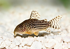 Sterbai Corydora