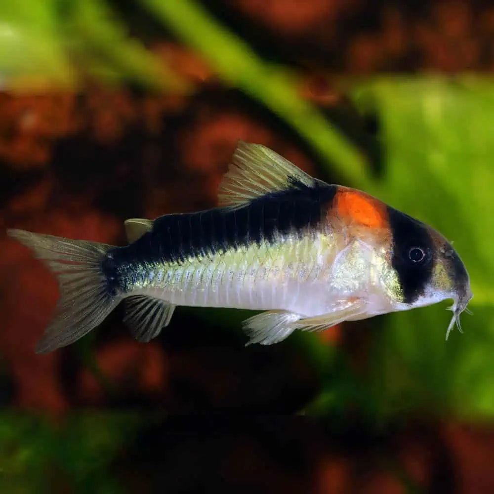 Adolfo's AKA Adolfoi Corydora