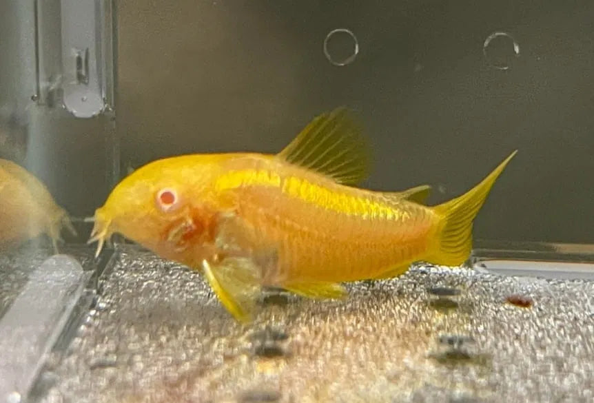 Albino Gold Laser Corydora
