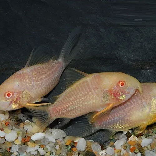 Albino Sterbai Corydora