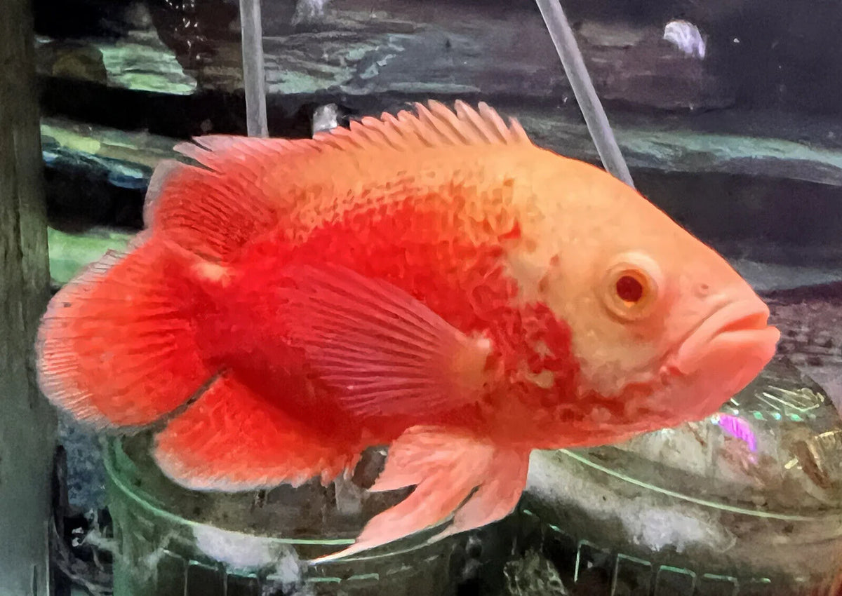 Chili Red Oscar
