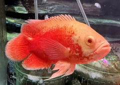 Chili Red Oscar