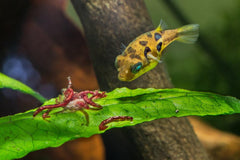 Pea Puffers (3 Pack)