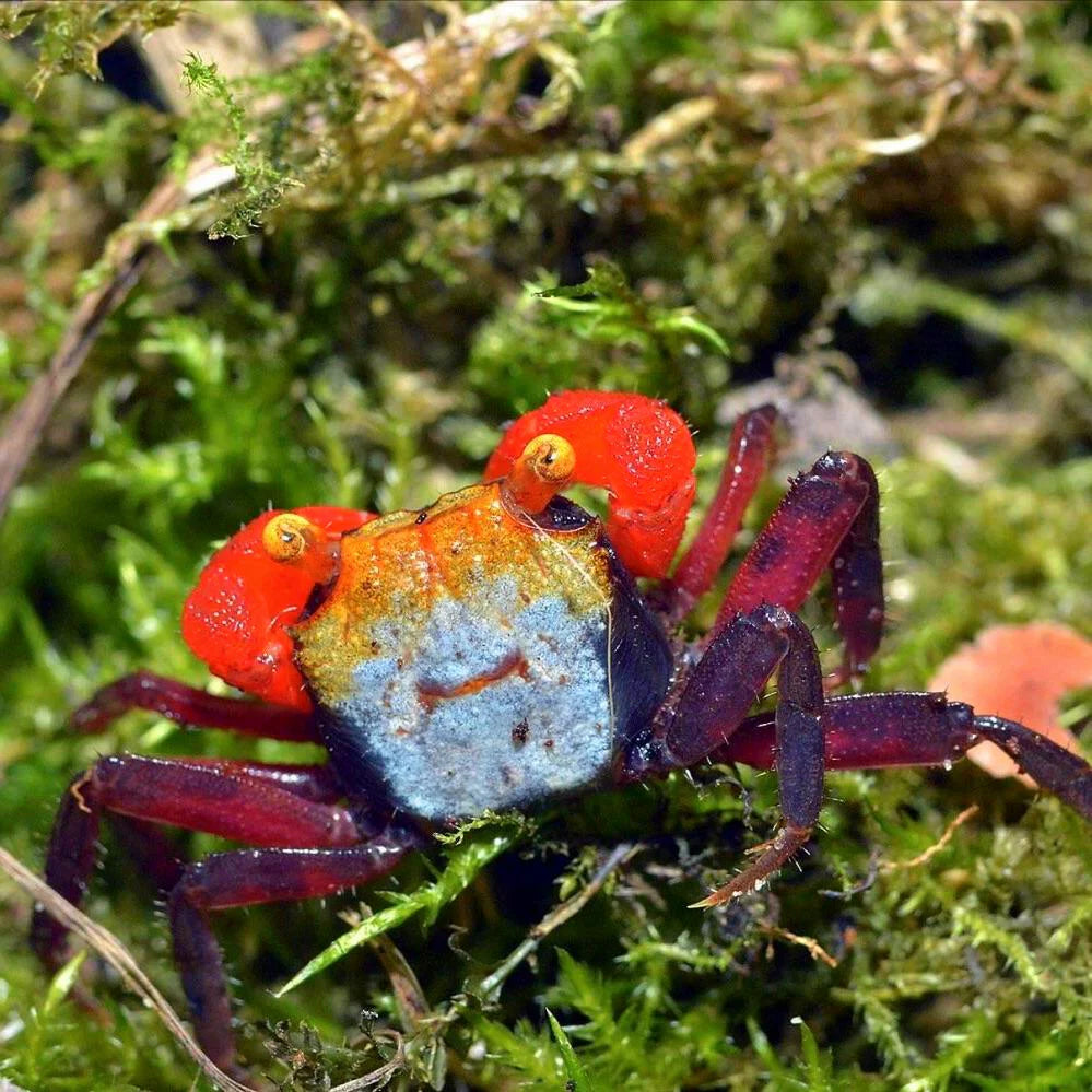 Rainbow Vampire Crab